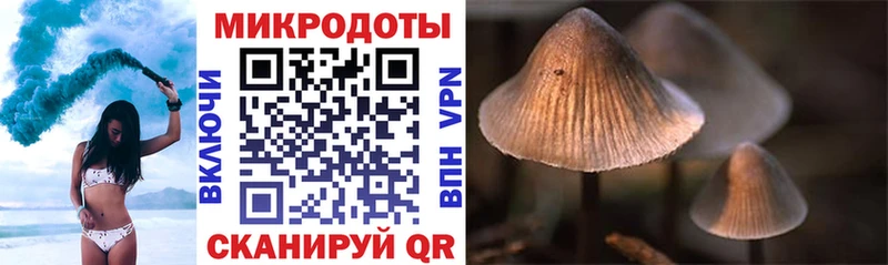 Псилоцибиновые грибы Psilocybe  площадка как зайти  Гусев 